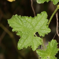 Cucumis maderaspatanus L.